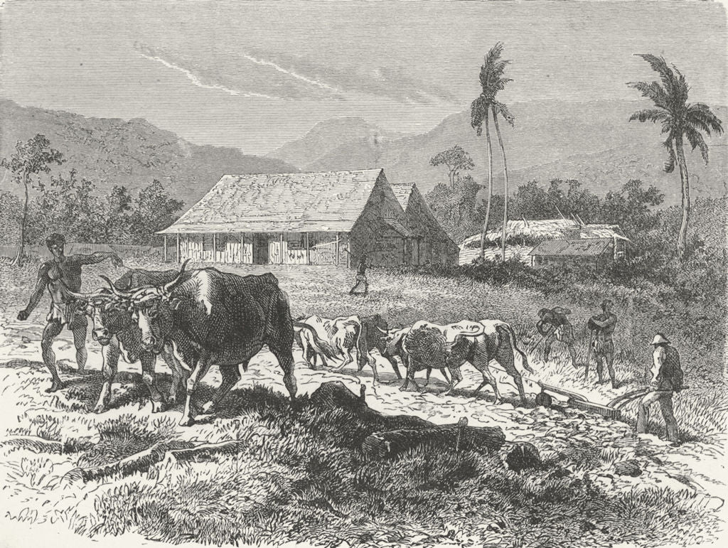 SOUTH AFRICA. African Colony. Farm, Tugela Thorns 1880 old antique print